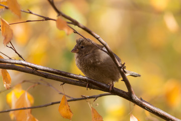 sparrow on a tree branch