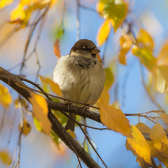 sparrow in autumn
