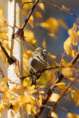 Sparrow on a branch of a birch