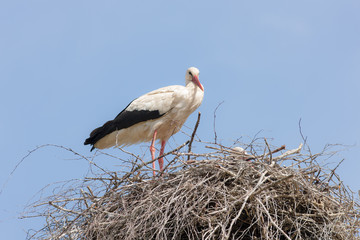 Two storks in the nest