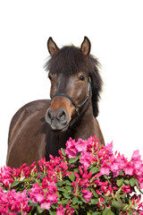 Portrait of nice shetland pony