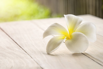 Plumeria on wooden table with morning warm light.
