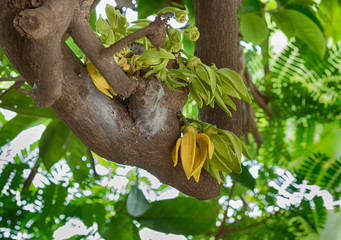 Ylang-Ylang Flowers on tree , Thailand