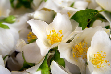 Jasmine flowers.