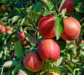 Naklejka premium Äpfel, Apfelbaum