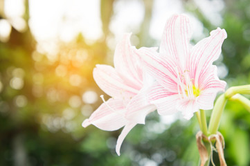 Fototapeta premium abstract flower background, flower Fresh color in morning