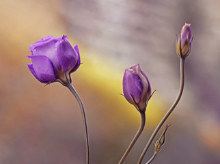 Fioletowe Eustomy © mycatherina