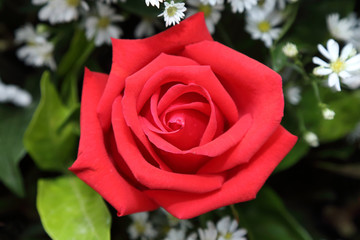red rose  bouquet