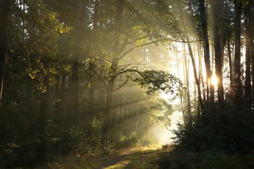 Forest path at sunrise. September