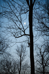 Obraz premium Long Point State Park