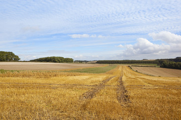 Fototapeta na wymiar golden harvested field
