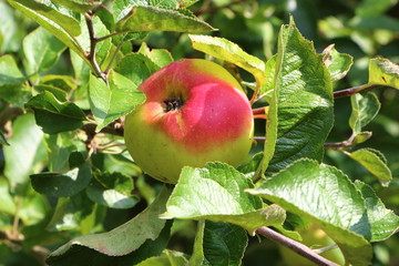 pomme murissant sur branche de pommier