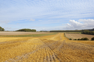 golden straw stubble