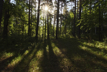 Obraz premium Beautiful morning in the forest