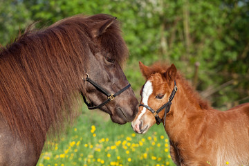 Shetland pony mare with her foal