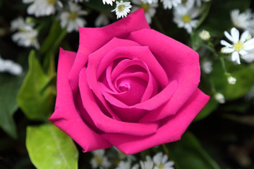 background of pink rose  bouquet