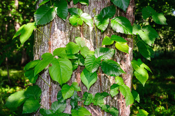 Jamestown Audubon Center and Sanctuary © Zack Frank
