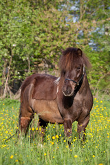 Portrait of nice shetland pony