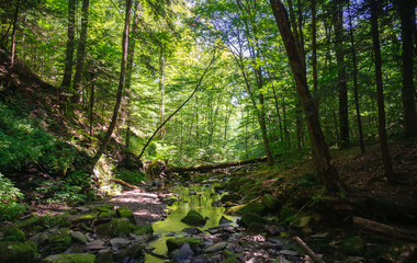 Obraz premium Allegany State Park