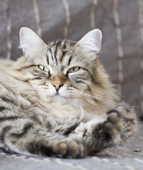 beauty brown cat on the sofa, siberian
