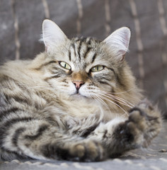 Naklejka na ściany i meble beauty brown cat on the sofa, siberian