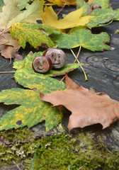 Marron heureux, l'automne estlà