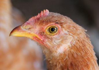 portrait of a young chicken