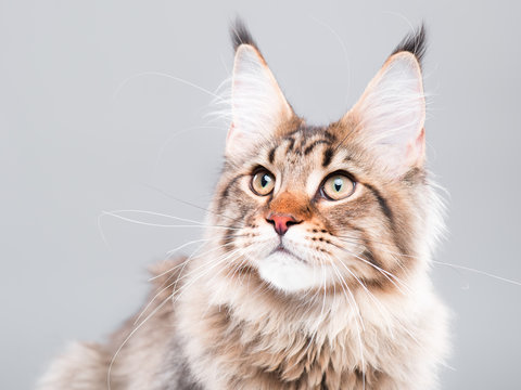 Portrait of domestic black tabby Maine Coon kitten - 5 months old. Cute striped kitty looking away. Beautiful young curious cat on grey background.