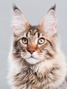 Portrait of domestic black tabby Maine Coon kitten - 5 months old. Cute striped kitty looking away. Beautiful young curious cat on grey background.