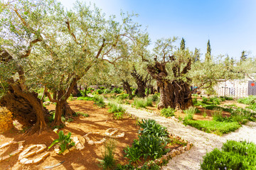 Fototapeta premium Garden of Gethsemane, Jerusalem, Israel. Perhaps the olive trees, which have seen Jesus.