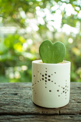 Hoya Kerrii, Sweetheart Plant, or Valentine Hoya