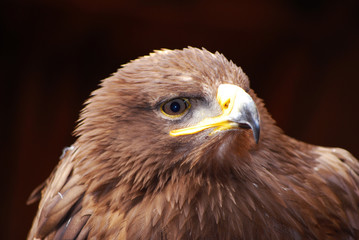 JUVENILE BALD EAGLE PORTRAIT