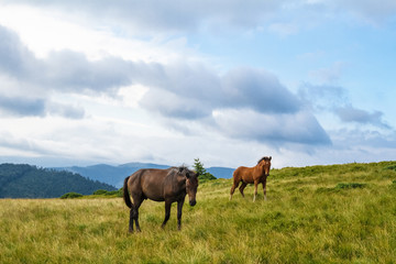 Fototapeta na wymiar Horses grazing in meadow of Ukrainian Carpathians.