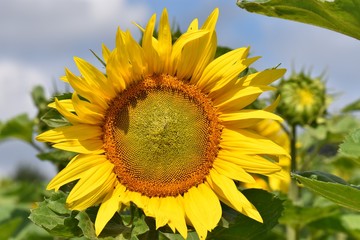 SUNFLOWER IN THE FIELD