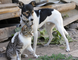 Obraz premium Dog and cat together