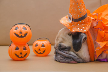 Cute pug dog with costume of happy halloween day sleep on sofa with plastic pumpkin Jack O'Lantern