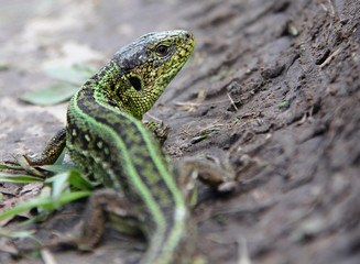 Male sand lizard (Lacerta agilis) on the ground