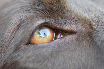 CLOSEUP OF THE EYE OF A BROWN LABRADOR RETRIEVER WITH THE REFECTION OF HIS MASTER IN IT