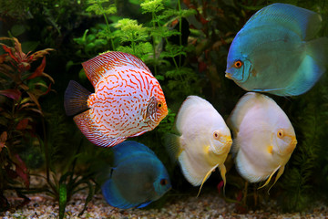 Obraz premium Discus (Symphysodon), multi-colored cichlids in the aquarium, the freshwater fish native to the Amazon River basin
