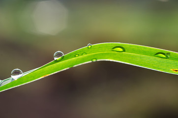 Drops of dew/rain on the grass on a Sunny day