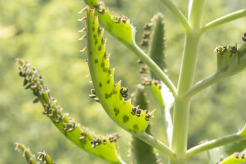 Kalanchoe daigremontiana
