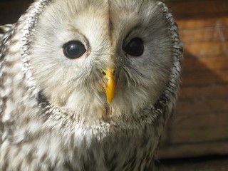 URAL OWL SITTING ON THE GROUND 