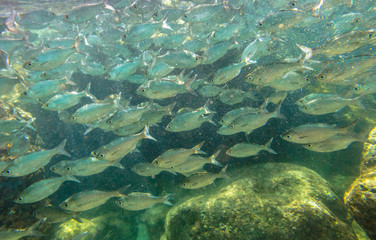 Fototapeta na wymiar School of bait fish at Sharks Cove, a rocky bay side of Pupukea Beach Park, on the North Shore of Oahu in Hawaii. Underwater marine life in Pacific Ocean.