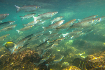 Fototapeta na wymiar School of fish at Sharks Cove, a rocky bay side of Pupukea Beach Park, on the North Shore of Oahu. Underwater marine life in Pacific Ocean, Hawaii.