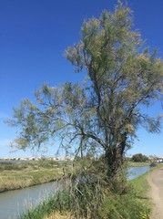 BEAUTIFUL TREE NEAR CANAL IN CAMARGUE SOUTHERN FRANCE