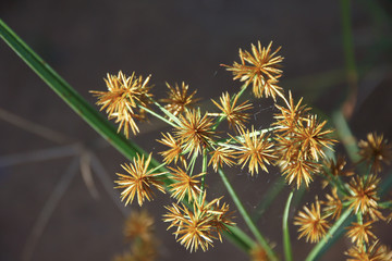 Close up of Papyrus Flower