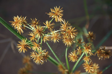 Close up of Papyrus Flower