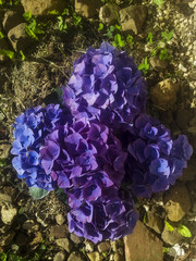 Hortensia © Toutenphoton