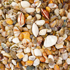 Fresh clams, mussels background.