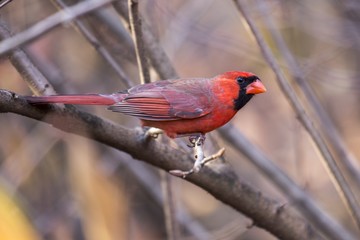 Northern Cardinal (Cardinalis cardinalis)